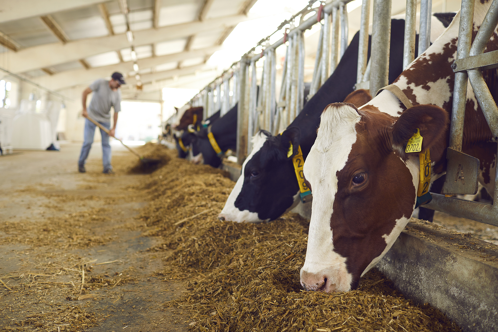 How Our Animal Feed Processing Methods Result In Quality Products how-our-animal-feed-processing-methods-result-in-quality-products