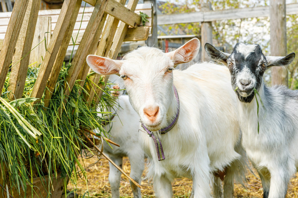 Why Feeding Kelp to Goats Is the Right Call for Their Health